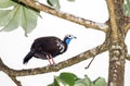 Trinidad Piping Guan, Pipile pipile Royalty Free Stock Photo