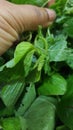 Trinidad and Tobago`s Fresh Green Bhagi