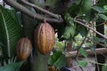 trinitario cocoa on tree on farm for harvest