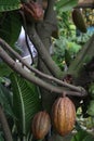 trinitario cocoa on tree on farm for harvest Royalty Free Stock Photo