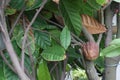 trinitario cocoa on tree on farm for harvest Royalty Free Stock Photo