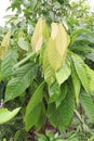 trinitario cocoa tree plant on farm Royalty Free Stock Photo