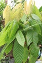 trinitario cocoa tree plant on farm Royalty Free Stock Photo