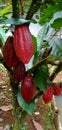 Trinitario is a type of cocoa that was first cultivated in the Trinidad area Royalty Free Stock Photo