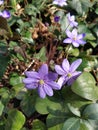 Trinity grass or Hepatica nobilis Royalty Free Stock Photo