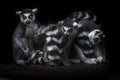 Trinity of lemurs in the dark symmetrical composition one look at you. Three Madagascar ring-tailed lemur on a black