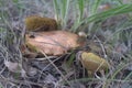 Trinity of old weeping bolete, hiding in the grass and dry leave