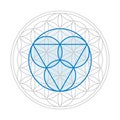 Blue trinity symbol over a gray Flower of Life, Sacred Geometry