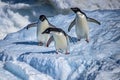 Trio of Adelie Penguins on Iceberg, Antarctic Sound Royalty Free Stock Photo