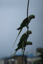 Trio of alexandrine parakeets at Thane