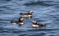 Trio of Atlantic Puffins Fratercula arctica in water off the coast of Maine, selective focus Royalty Free Stock Photo