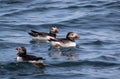 Trio of Atlantic Puffins Fratercula arctica in water off the coast of Maine, selective focus Royalty Free Stock Photo