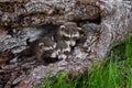 Trio of Baby Raccoons (Procyon lotor) in Downed Tree