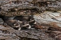 Trio of Baby Raccoons (Procyon lotor) Peek Out from Tree