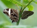 three butterflies are perched on the stem of a fern plant