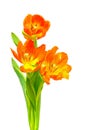 Three flaming red orange tulips against white background Royalty Free Stock Photo