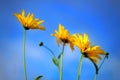 Trio of beautiful yellow dandelions against a beautiful contrasting bright blue sky