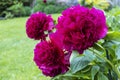 Trio of big fluffy deep red colour peony flowers in a garden. Royalty Free Stock Photo