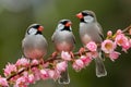 Trio of birds perched on branch adorned with pink flowers