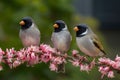 Trio of birds perched on branch adorned with pink flowers Royalty Free Stock Photo