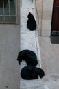 A trio of black cats settle in for an afternoon nap on a white stone wall in Jerusalem Royalty Free Stock Photo