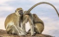 Trio of black-faced vervet monkeys, Ceropithecus aethiops, with two seated and one standing with his back to viewer and blue scrot Royalty Free Stock Photo