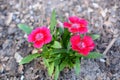 Trio of Blooming Pink Flowers