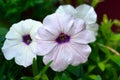 Trio of Blooming White Petunia Flowers