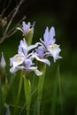 Blue Flag Iris Wildflowers in the Snowy Range Mountains, Wyoming Royalty Free Stock Photo