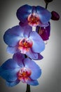 A trio of blue orchids Royalty Free Stock Photo