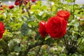 Trio of bright garden roses