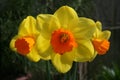Daffodil Jetfire variety Royalty Free Stock Photo