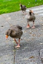 Trio of Brown Geese Waddling Toward Camera Royalty Free Stock Photo