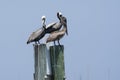 Brown Pelican Roost Pillings