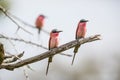 Trio of Carmine Bee Eaters Royalty Free Stock Photo