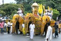 A trio of ceremonial elephants head along a street in Kandy during the Day Perahera in Sri Lanka.