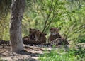 A trio of cheetah