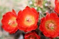 Trio Close Up King Cactus Bloom