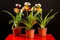 A trio of colorful orchid paphiopedilum