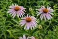 A trio of coneflowers blooming in the garden