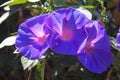 Trio of conservative flowers with different shades from pink to purple