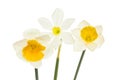 Trio of daffodils Royalty Free Stock Photo