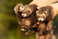 Trio of dark sable ferret babies posing as group for portrait with mother