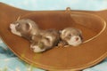 Trio of dark sable ferret babies posing as group for portrait