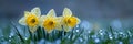 Trio of Dew-Kissed Daffodils in Spring Bloom , Illuminated by Soft Sunlight , Bokeh Background Royalty Free Stock Photo