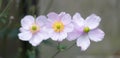 Trio of dog roses