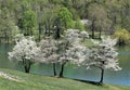 Trio of Dogwoods on a Hillside Royalty Free Stock Photo
