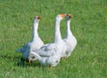 A Trio of Domestic Geese Royalty Free Stock Photo