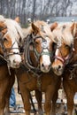 A Trio of Draft Horses