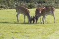 Trio of Fallow Deer